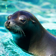 Sea Lion Dive In Las Caletas