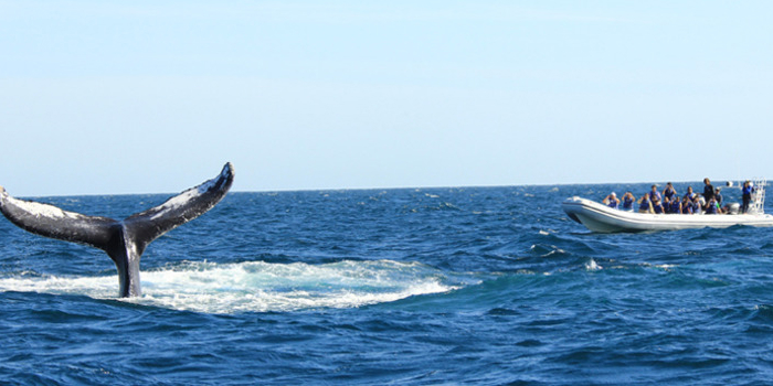 Whale Photo Safari Adventure