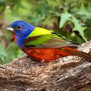 Birds of Tropical Paradise & Botanical Gardens