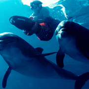 Dolphin Extreme Swim