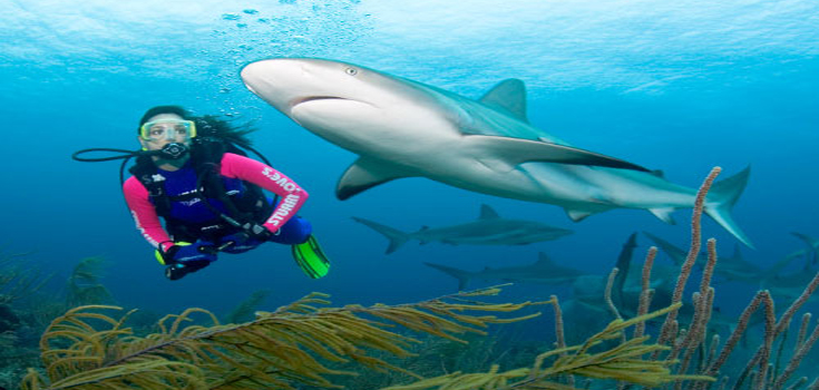 Stuart Cove Shark Adventure Dive