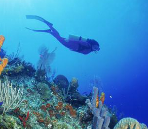Nassau Afternoon One Tank Reef Dive