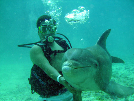 Dive with Dolphins