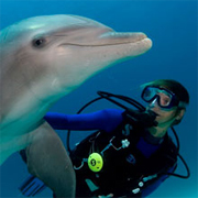 Dive with the Dolphins