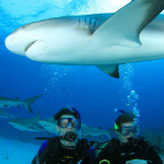 UNEXSO Shark Dive