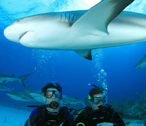 UNEXSO Shark Dive