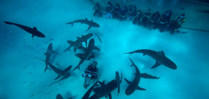 UNEXSO Shark Dive