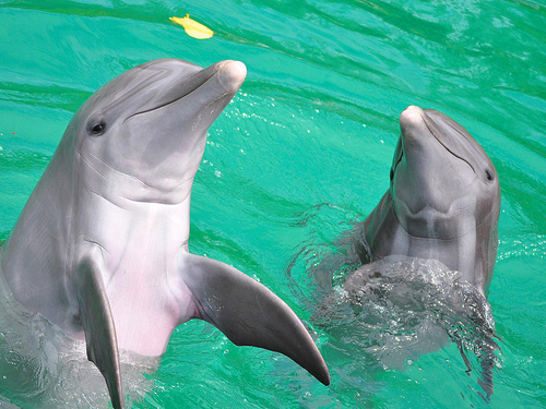 UNEXSO Dolphin Swim