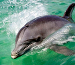 UNEXSO Open Ocean Dolphin Experience