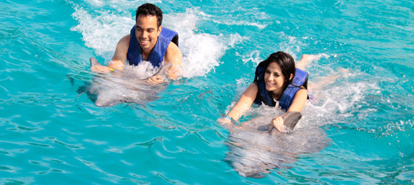 Private Dolphin Swim for Couples image 2
