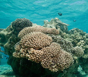 Dry Tortugas Nature & Wildlife