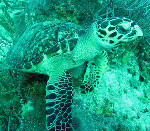 Dry Tortugas Nature & Wildlife